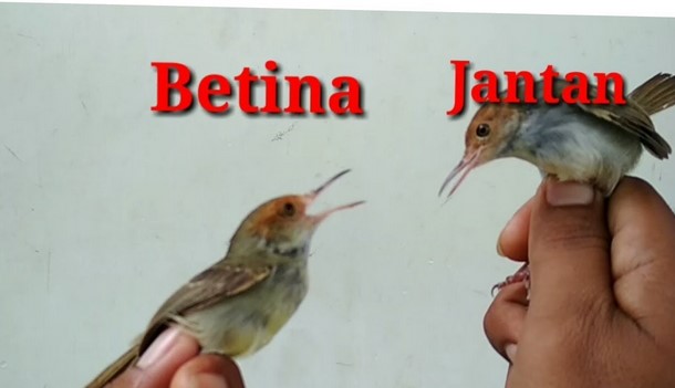 Perbedaan Prenjak Jantan dan Betina