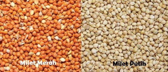 Milet Putih dan Merah