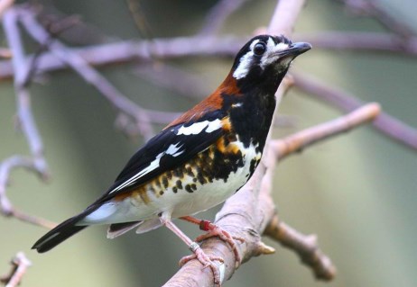 Burung Anis Kembang Download suara burung anis kembang Mp3