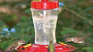 Makanan Burung Kolibri Terbaik Supaya Cepat Gacor