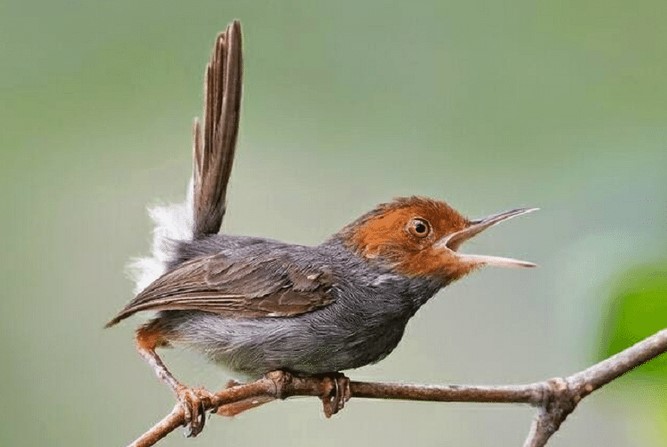 Prenjak Kepala Merah