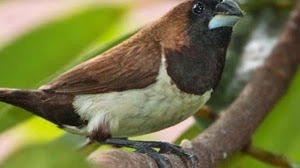 Download Suara Burung Pipit Mp3 untuk Pikat Emprit Sawah