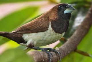 Download suara burung pipit mp3