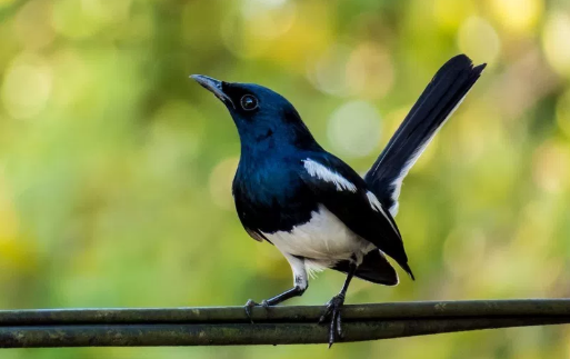 Download Suara Burung Kacer Mp3