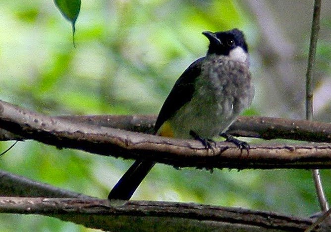 Cara Memelihara Burung Kutilang