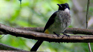 Cara Memelihara Burung Kutilang dan Menghilangkan Suara Aslinya