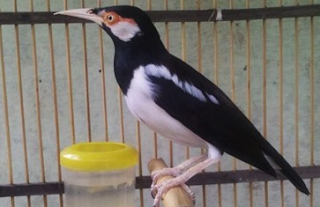 Download Suara Burung Jalak Suren Juara Mp3