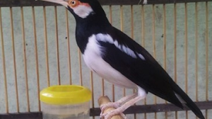 Download Suara Burung Jalak Suren Gacor Full Isian Mp3