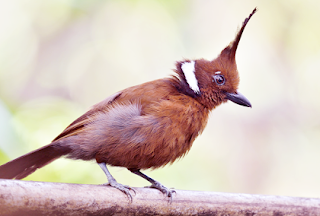 Download Suara Burung Cililin Ngerol Panjang Untuk Masteran