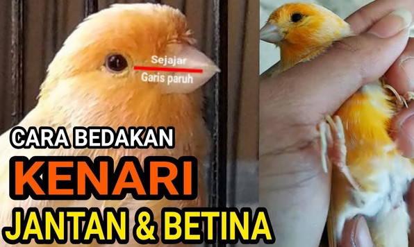 Cara Membedakan Kenari Jantan dan Betina