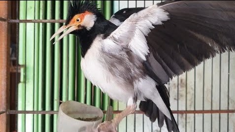 Cara Membuat Jalak Suren Mompa Cara Membuat Jalak Suren Mompa