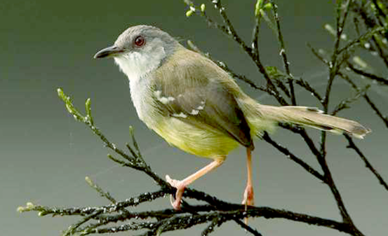 Download Suara Burung Ciblek Masteran Ngebren Panjang Mp3