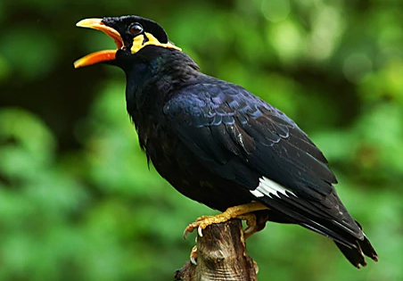 Download Suara Burung Beo Bicara Download Suara Burung Beo Bicara