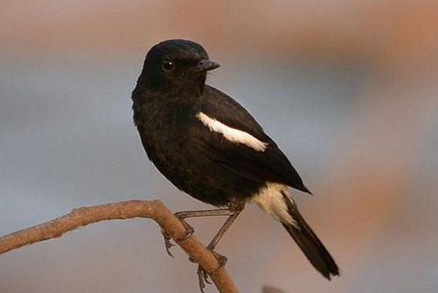 Download suara burung decu mp3