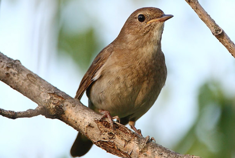 Download Suara Burung Flamboyan Mp3