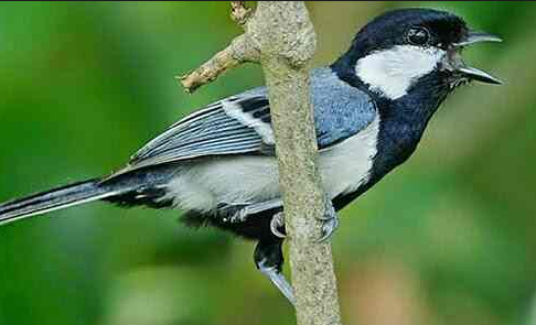 Download Suara Burung Gelatik Batu Mp3