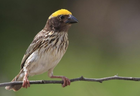 Download Suara Burung Manyar Mp3