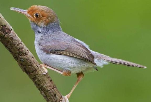 Download Suara Burung Prenjak Mp3