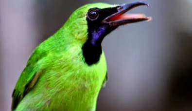 Download suara burung cucak ijo Mp3