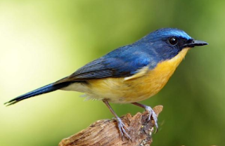 Download Suara Burung Tledekan Untuk Masteran