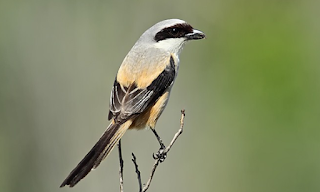 Download Suara Cendet Juara Mp3