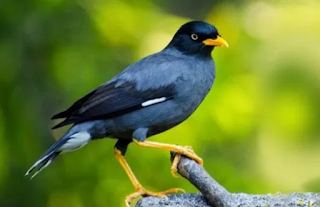 Download Suara Jalak Kebo Mp3