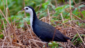 Download Suara Burung Ruak Ruak Pikat Paling Ampuh Mp3