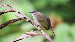 Download Suara Burung Kapas Tembak Besetan Paling Jernih Mp3