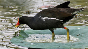 Download Suara Burung Pelan Sawah untuk Pikat Mp3