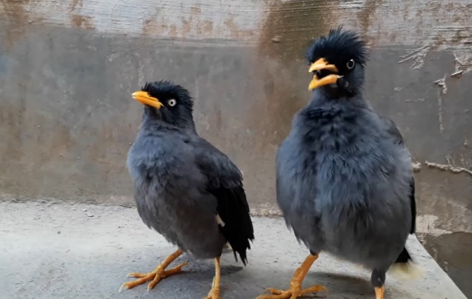 Makanan Burung Jalak Kebo