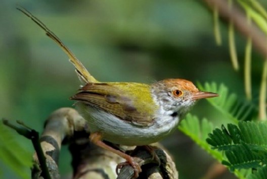 Makanan Burung Prenjak
