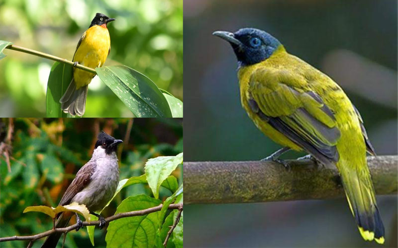 Jenis Burung Kutilang Jenis Burung Kutilang