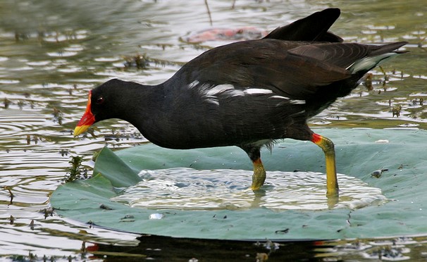 Download Suara Burung Pelan Sawah Mp3