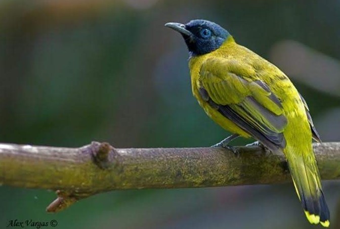 cucak kurincang cucak kurincang