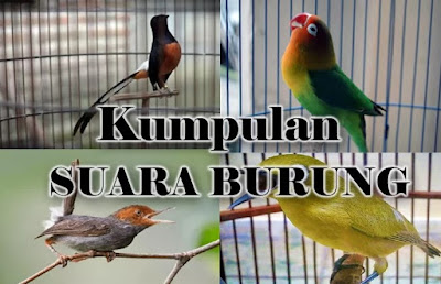 Download Suara Burung Mp3