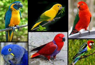 Suara Burung Nuri Gacor Untuk Masteran