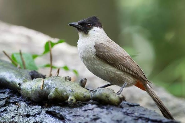 Kutilang Biasa Kutilang Biasa